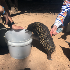 Lincoln the echidna tries to get into the food bucket