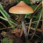 Close up of a psilocybe azurescens mushroom. It is small, with a yellow-ish light brown cap and a pale stem.