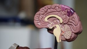 A plastic model of a brain, showing the folds of material and the connections to the nervous system, circulation, etc.