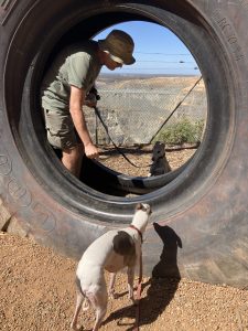 A tyre from a mine-site truck is embedded upright into gravel dirt to stop it rolling away. A man stands between the rims of the tyre, trying to get two dogs to jump in there with him. The dogs are not convinced this is a good idea.