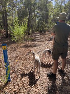 A man with two dogs on leads stands at the start of a walking trail through bushland. The trail is gravel and leaf litter, the bushland is tall eucalypts and scrubby native shrubs.